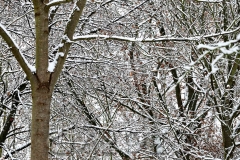 Schnee in Bamberg, Autor: Charlotte Moser