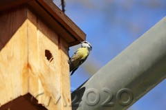 Blaumeisen auf der Wohnungssuche, Autor: Charlotte Moser