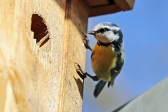 Blaumeisen auf der Wohnungssuche, Autor: Charlotte Moser