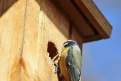 Blaumeisen auf der Wohnungssuche, Autor: Charlotte Moser