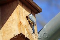 Blaumeisen auf der Wohnungssuche, Autor: Charlotte Moser