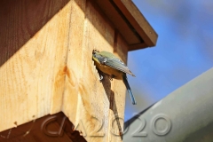 Blaumeisen auf der Wohnungssuche, Autor: Charlotte Moser