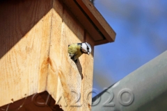 Blaumeisen auf der Wohnungssuche, Autor: Charlotte Moser