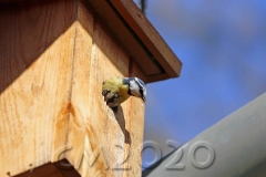 Blaumeisen auf der Wohnungssuche, Autor: Charlotte Moser