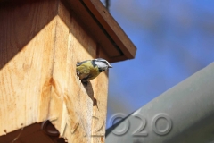 Blaumeisen auf der Wohnungssuche, Autor: Charlotte Moser