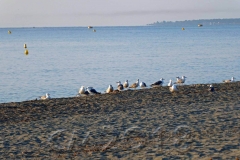 Bastia, Strand, Autor:  Charlotte Moser