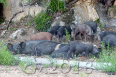 Korsika, Col de Vergio, Autor: Charlotte Moser