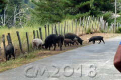 Korsika, Col de Vergio, Autor: Charlotte Moser