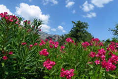 Korsika, Corte, Autor: Charlotte Moser