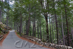 Korsika, Corte, Restonicaschlucht, Autor: Charlotte Moser