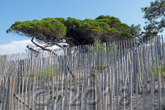 Korsika, am Strand von Calvi, Autor: Charlotte Moser