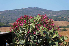 Korsika, auf der D81B unterwegs nach Galeria, Autor: Charlotte Moser