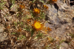 Korsika, unterwegs nach Porto, Autor: Charlotte Moser