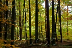 Michelsberger Wald, Bamberg, Autor: Charlotte Moser