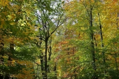 Michelsberger Wald, Bamberg, Autor: Charlotte Moser