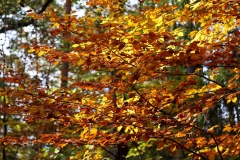 Michelsberger Wald, Bamberg, Autor: Charlotte Moser
