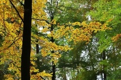 Michelsberger Wald, Bamberg, Autor: Charlotte Moser