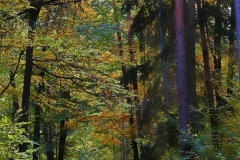 Michelsberger Wald, Bamberg, Autor: Charlotte Moser