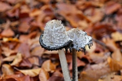 Michelsberger Wald, Bamberg, Autor: Charlotte Moser