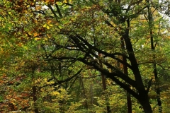 Michelsberger Wald, Bamberg, Autor: Charlotte Moser