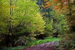 Michelsberger Wald, Bamberg, Autor: Charlotte Moser