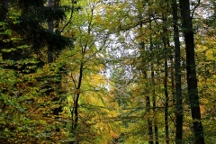 Michelsberger Wald, Bamberg, Autor: Charlotte Moser