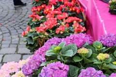 Spaziergang durch München, Viktualienmarkt, Autor: Charlotte Moser
