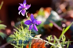 Novemberblumen, Bamberg, Autor: Charlotte Moser