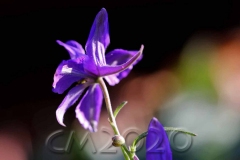 Novemberblumen, Bamberg, Autor: Charlotte Moser