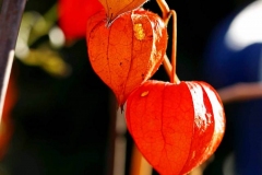 Novemberblumen, Bamberg, Autor: Charlotte Moser