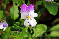 Novemberblumen, Bamberg, Autor: Charlotte Moser