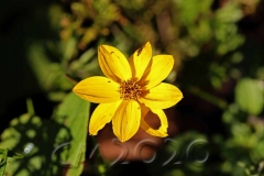 Novemberblumen, Bamberg, Autor: Charlotte Moser