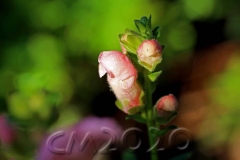 Novemberblumen, Bamberg, Autor: Charlotte Moser