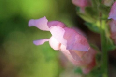 Novemberblumen, Bamberg, Autor: Charlotte Moser