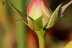 Novemberblumen, Bamberg, Autor: Charlotte Moser