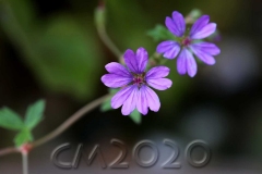 Novemberblumen, Bamberg, Autor: Charlotte Moser