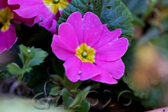 Novemberblumen, Bamberg, Autor: Charlotte Moser