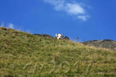 Col du Tourmalet, 2017, Autor: Charlotte Moser