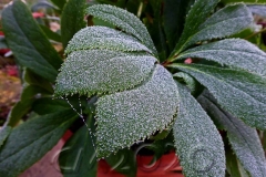 Raureif, Autor: Charlotte Moser