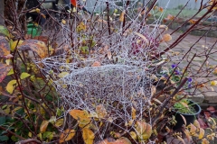 Raureif, Autor: Charlotte Moser