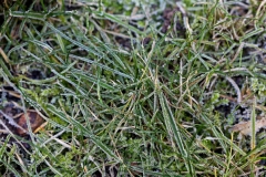 Raureif, Autor: Charlotte Moser