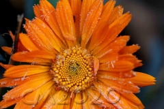 Raureif, Autor: Charlotte Moser