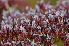 Raureif, Autor: Charlotte Moser