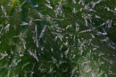 Raureif, Autor: Charlotte Moser