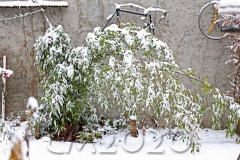 Schnee in Bamberg, Autor: Charlotte Moser