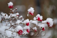 Schnee in Bamberg, Autor: Charlotte Moser
