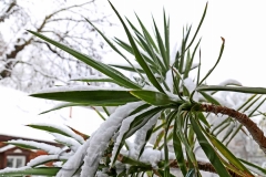Schnee in Bamberg, Autor: Charlotte Moser