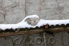 Schnee in Bamberg, Autor: Charlotte Moser
