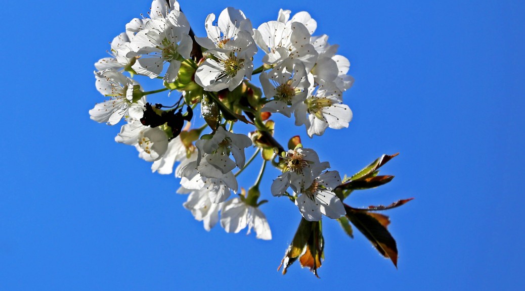 Kischblüte, Autor: Charlotte Moser