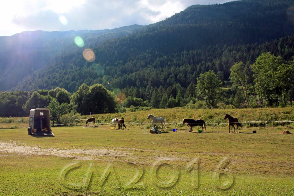 Oberwald, autor: charlotte moser